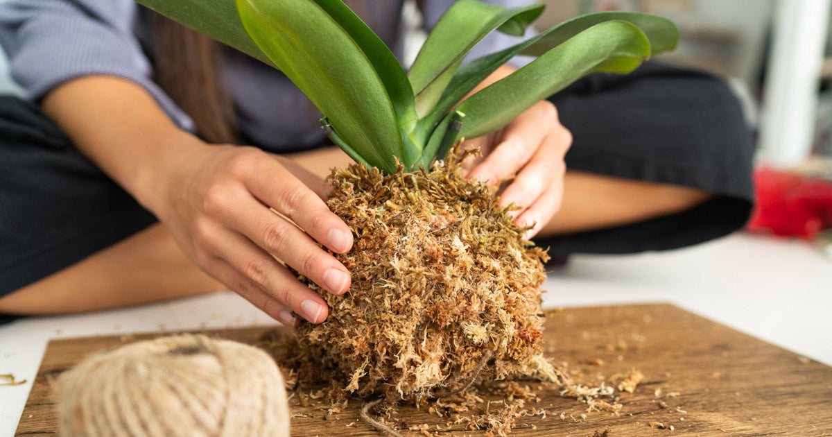 DIY: Sådan laver du en kokedama - Smuk japansk mosbold til ophæng