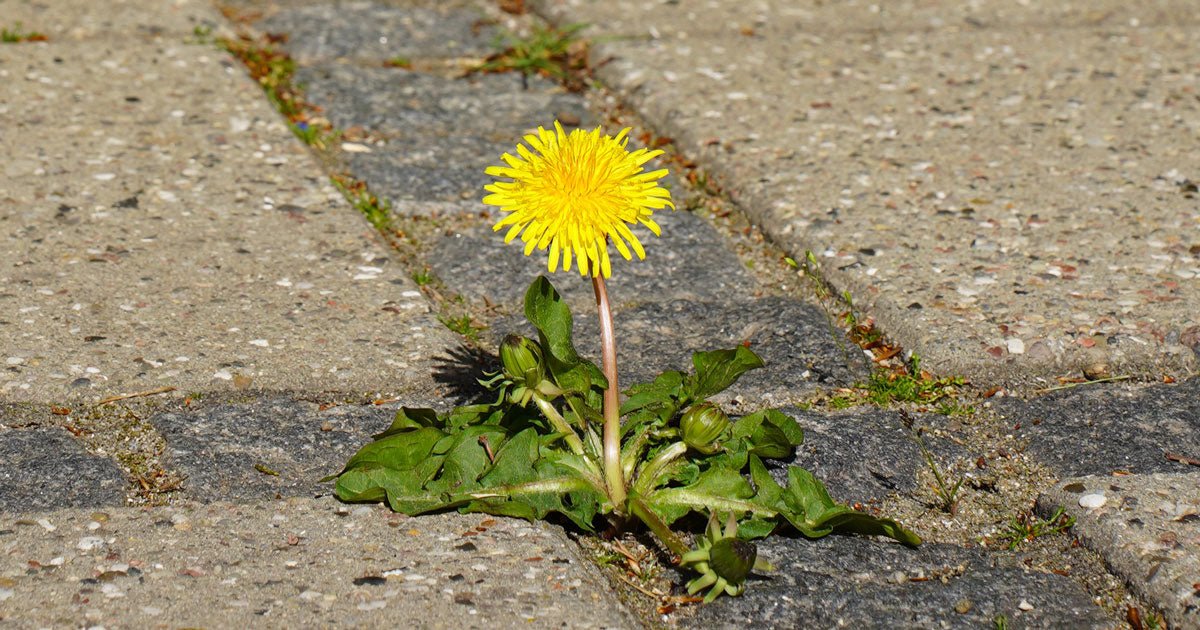 Mælkebøtte: Har du mælkebøtter i græsplænen? - ECOstyle