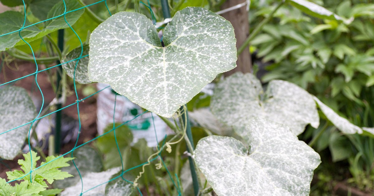 Meldug: Har du problemer med meldug? - ECOstyle