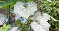 Meldug: Har du problemer med meldug? - ECOstyle