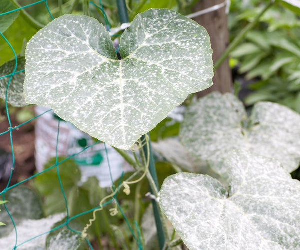 Problemer med meldug? | ECOstyle