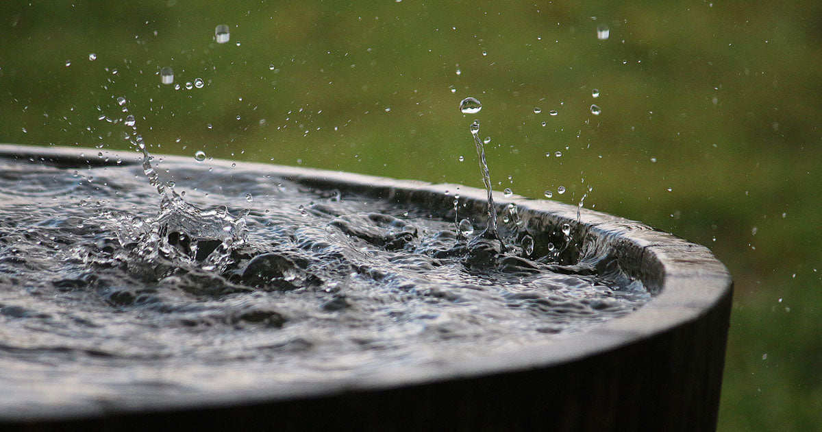 Opsamling af regnvand: Sådan opsamler du regnvand i din have