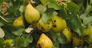 Pæreskurv: Har dine pærer brune pletter? - ECOstyle
