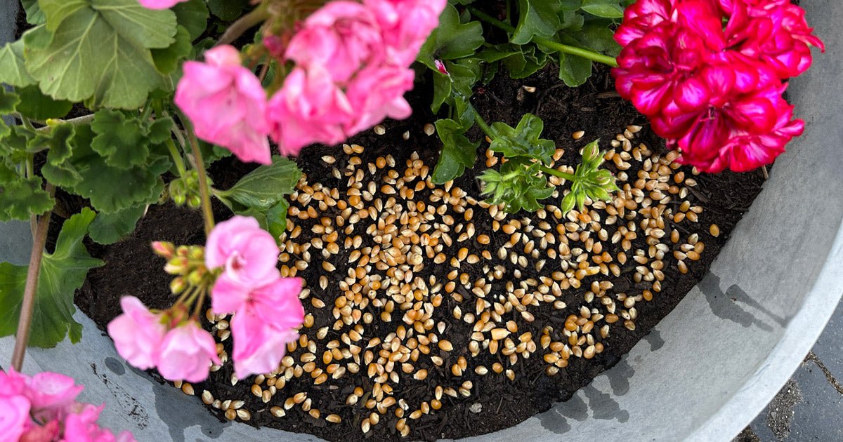 DIY: Sådan dyrker du popcorngræs - ECOstyle