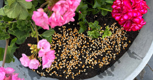 DIY: Sådan dyrker du popcorngræs - ECOstyle