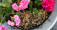 DIY: Sådan dyrker du popcorngræs