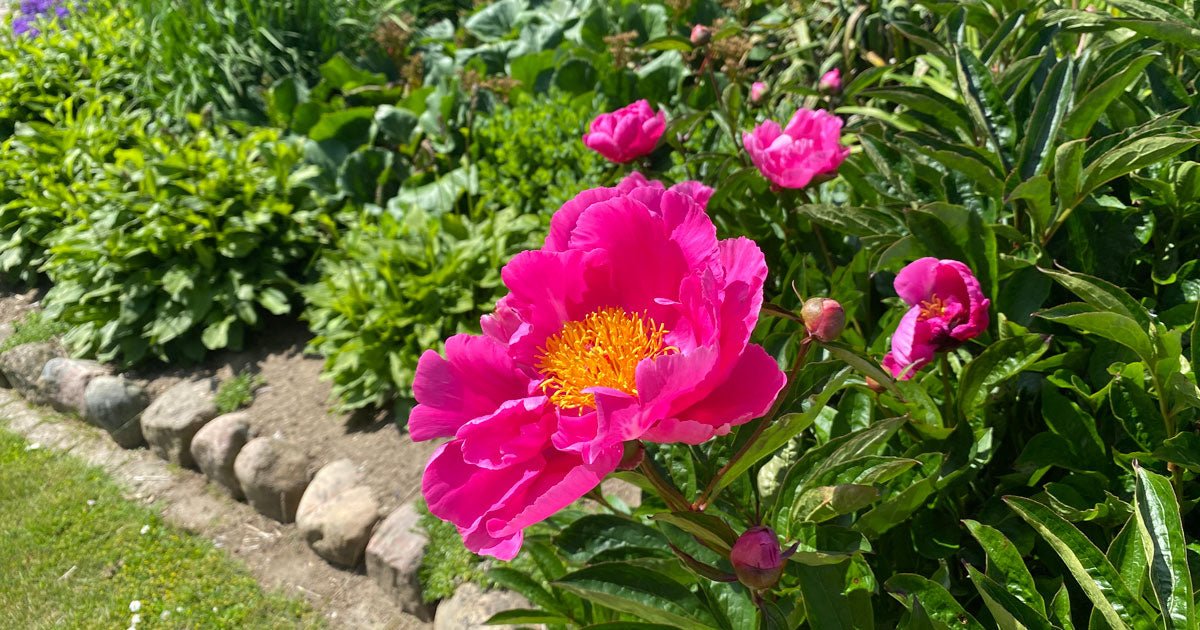 Derfor er det en god idé at give dine blomster gødning - ECOstyle