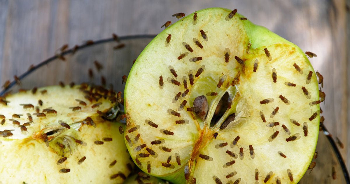 Bananfluer: Har du problemer med små fluer i køkkenet? - ECOstyle