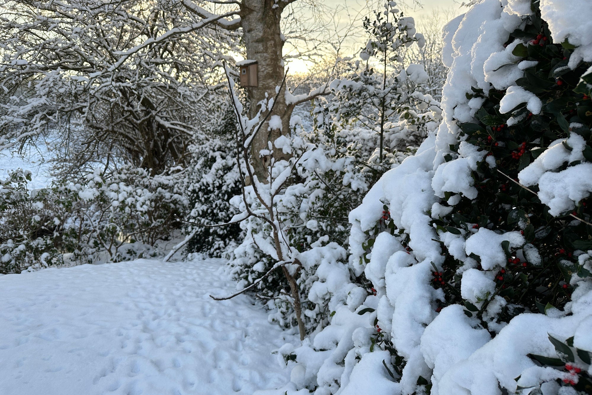 Havekalender januar: Hvad kan man lave i haven nu? - ECOstyle