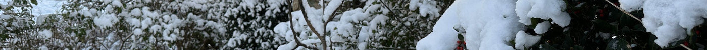 Havekalender januar: Hvad kan man lave i haven nu? - ECOstyle