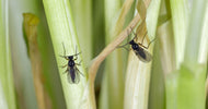 Sørgemyg: Er der små fluer i dine planter?
