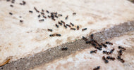 sort havemyrer myrer og bladlus