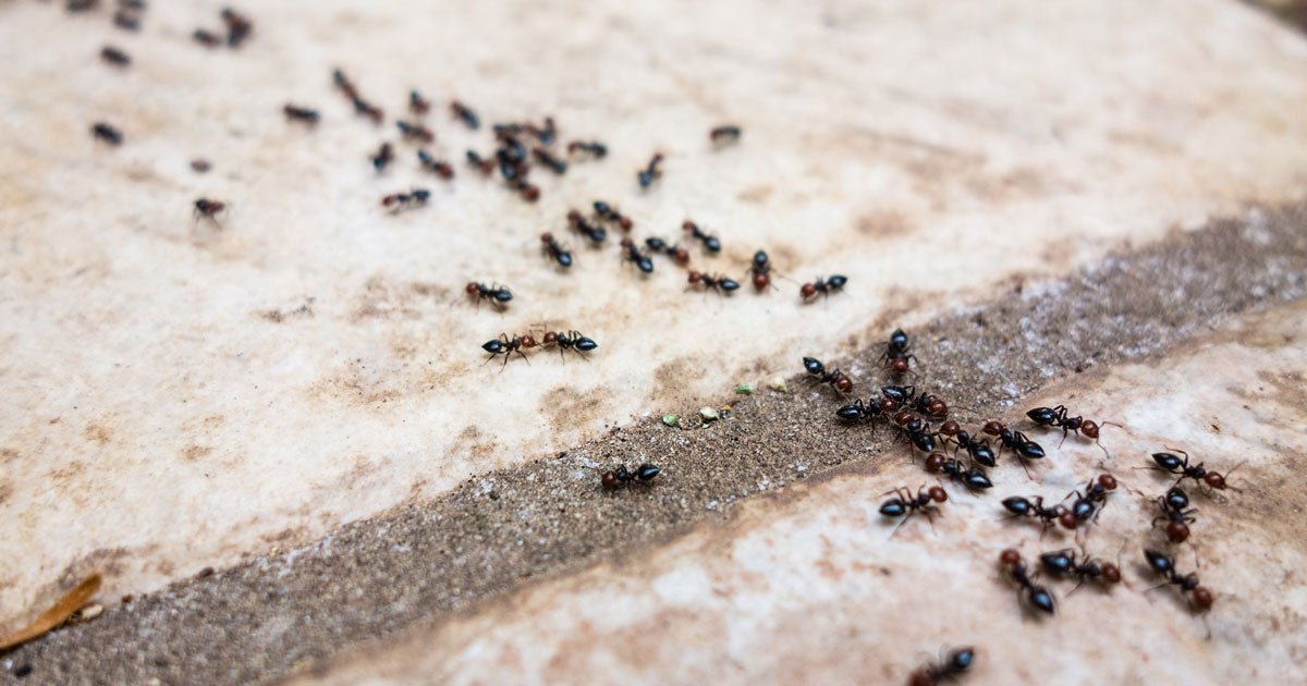 Myrer: Hvad spiser myrer? - ECOstyle