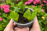 Guide: Sådan får du flere planter med stiklinger - ECOstyle