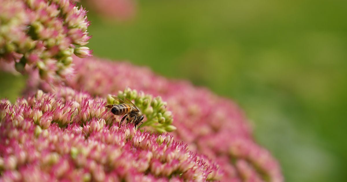 7 tips til en mere bæredygtig have - ECOstyle