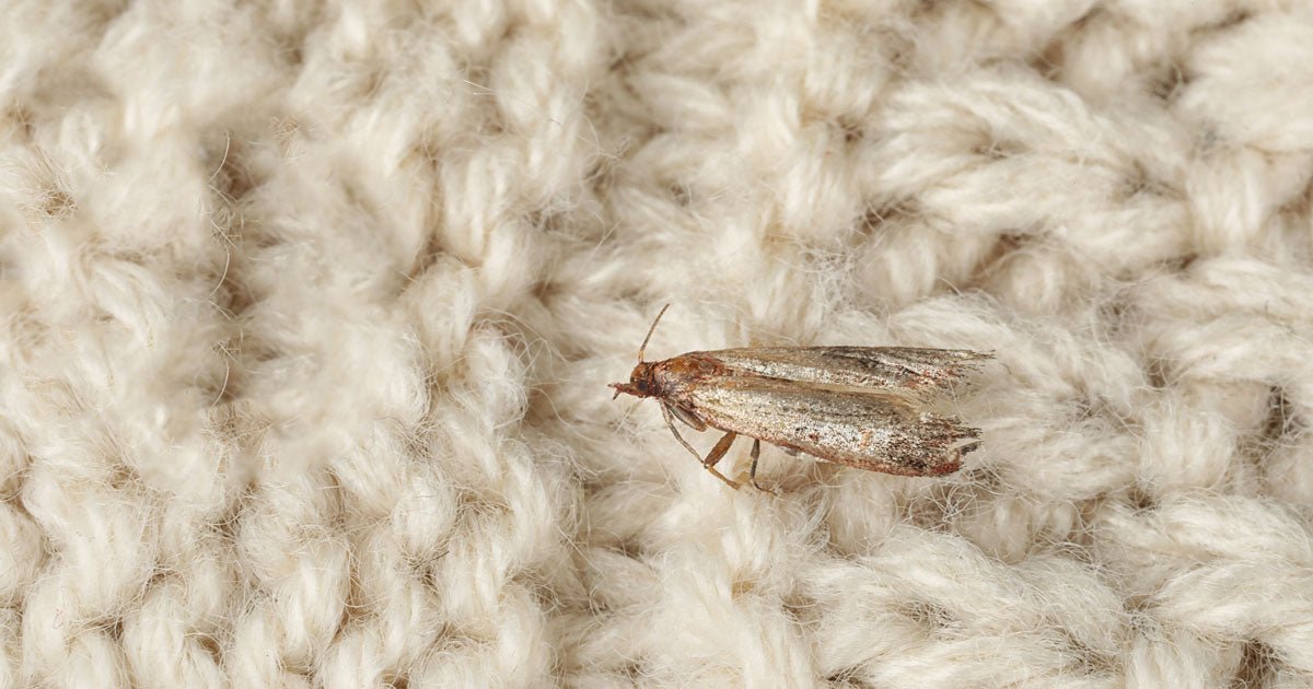 Klædemøl: Er der møl i dit tøj? - ECOstyle