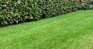 Bliv klogere på hvorfor du skal give græsplænen gødning