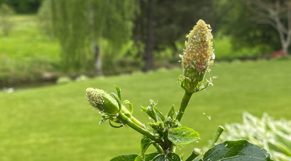 6 gode råd mod bladlus og andre insekter i roser