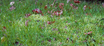 Undgå skygge i græsplænen og reducer mos